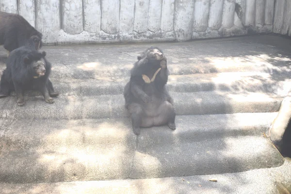 Asiatic black bear