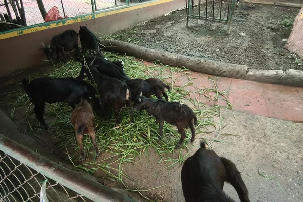 Buffalo