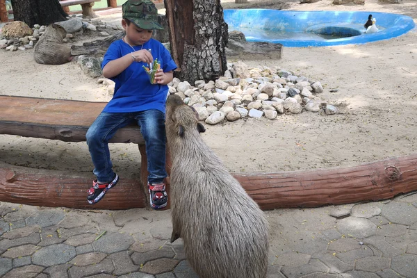Capybara