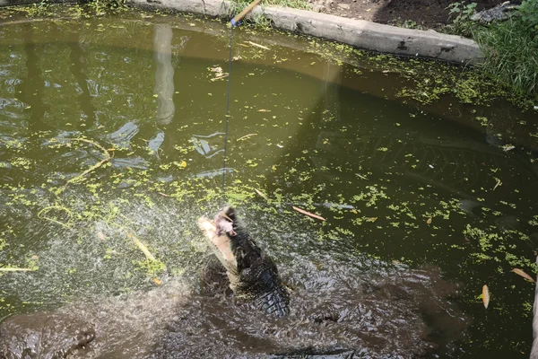 Crocodile fishing