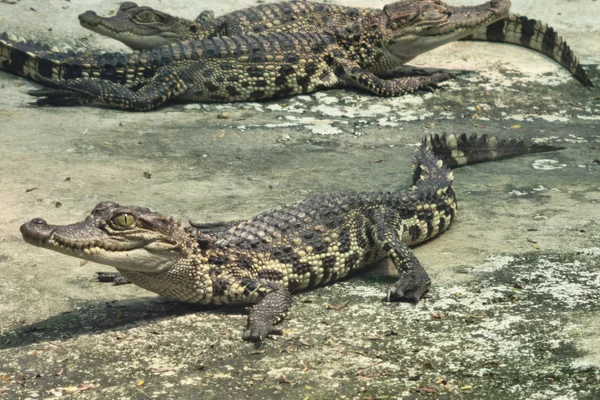 Crocodile