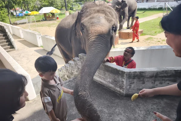 Elephant