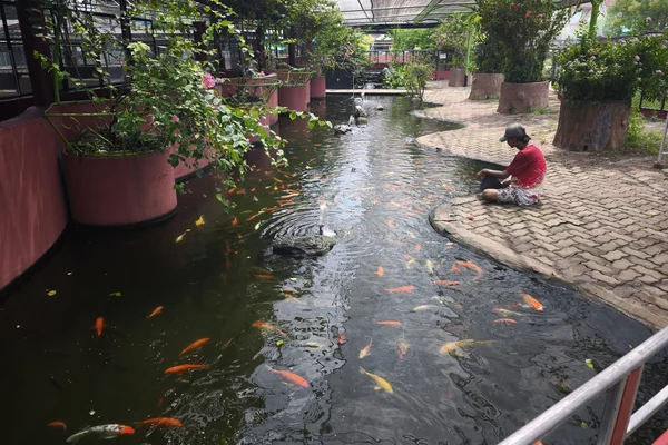 Fish (swai pond)