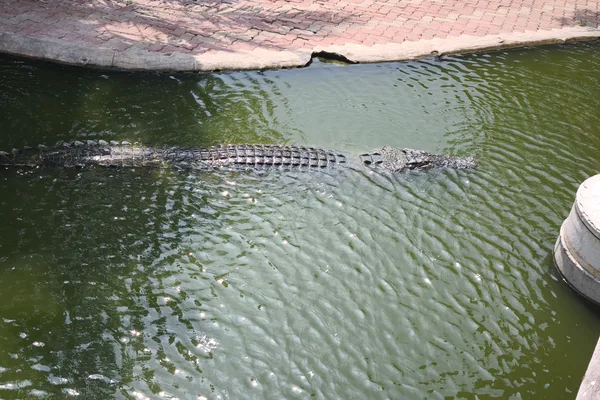 Giant crocodile
