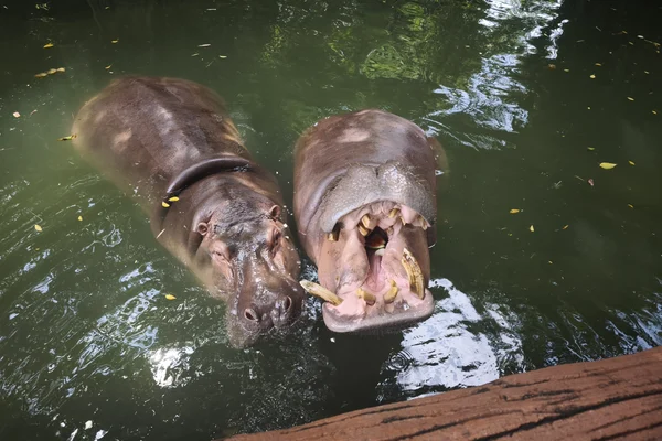 Hippopotamus