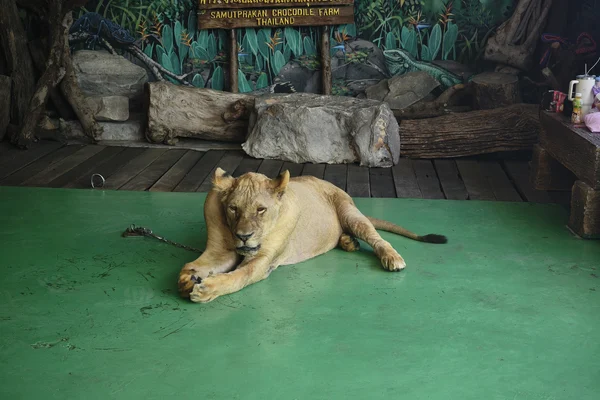 Lion