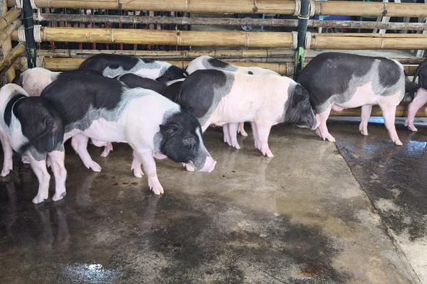 Mini pig milk feeding