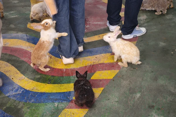 Rabbit