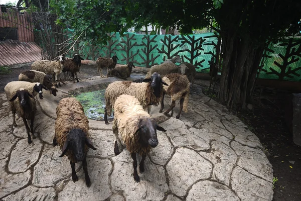 Sheep