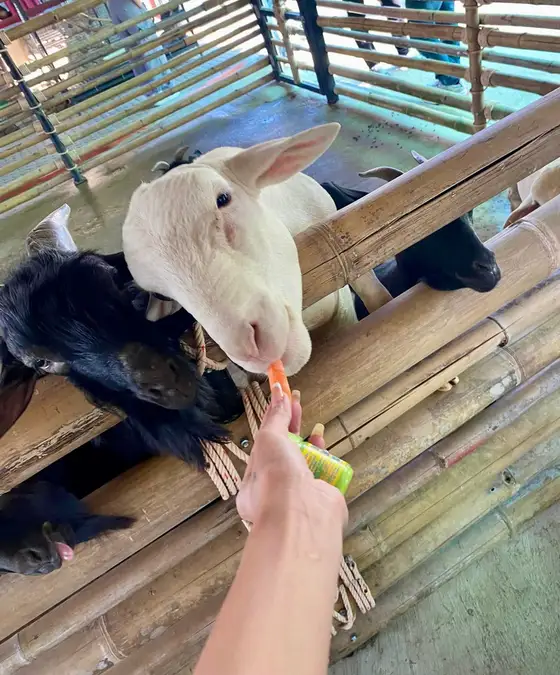 动物喂食体验