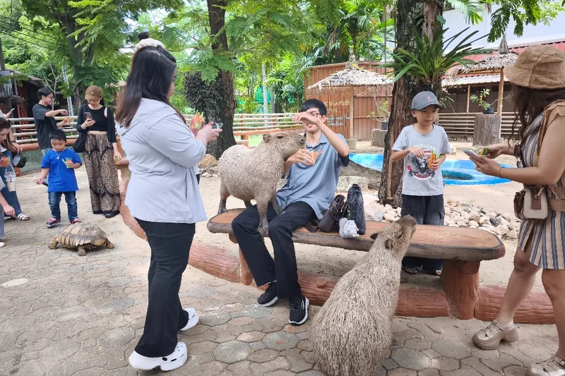 Up close with Capybara