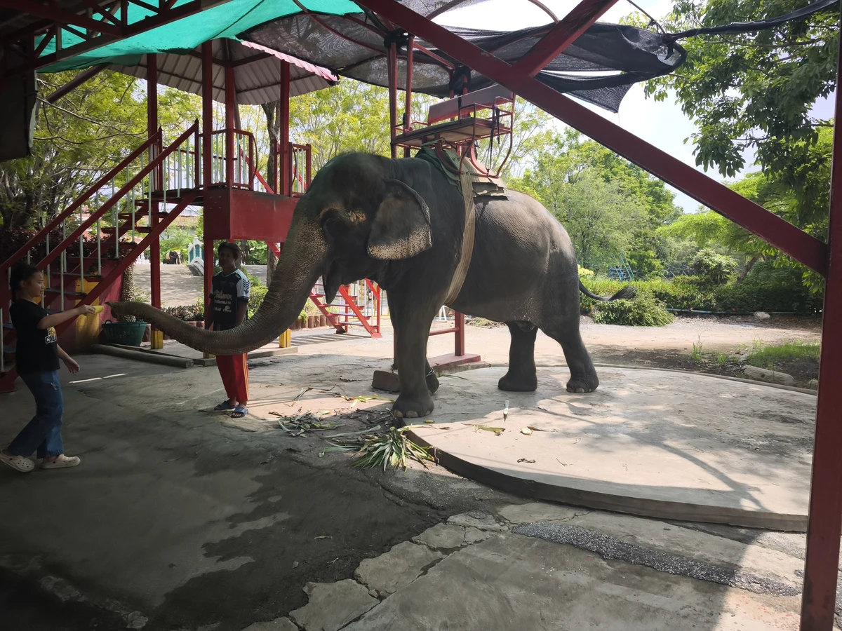 Elephant ride
