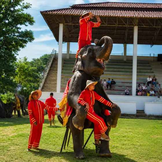 Clever elephant show (~20 min)